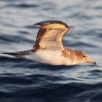 Pardela cenicienta mediterránea